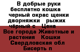 В добрые руки бесплатно,кошка,2.5черный окрас,щенки дворняжки,3 рыжих 1 чёрный,с › Цена ­ - - Все города Животные и растения » Кошки   . Свердловская обл.,Бисерть п.